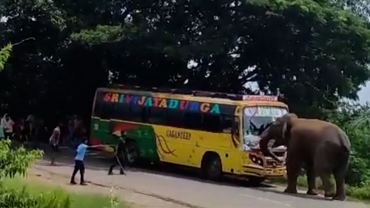 Slon v Indii se rozběhl proti odstavenému autobusu a kly prorazil čelní sklo